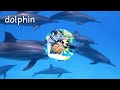 Learn sea animal names & facts for babies toddlers preschoolers & kids