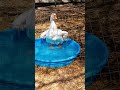 Goose taking bath!