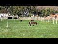 Three Miniature Horses Being Iconic for Twenty Seconds