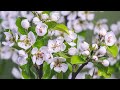 Beautiful Relaxing Music 🌸Relaxing Music, Stress Relief, Sleep Aid...