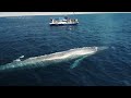 Blue Whale 'Waves Hello' 🐋👋 | Blue Whale Watching Off Dana Point, CA