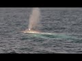 Blue Whale Cow and Calf Along Dana Point Coast - Dana Wharf Whale Watching