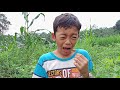 Asyiknya Rahman Panen  Buah Ciplukan di Ladang Jagung || Rahman Azzah