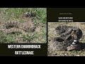 Oklahoma Snakes *Harmless AND Venomous*