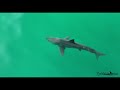 Kayak Fisherman Is Surrounded by Great White Sharks