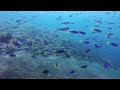 Bali Dive Safari Dive 13 - Tulamben Bali Indonesia