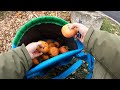 Harvesting Non Astringent (crunchy) Persimmons | Jiro & Fuyu