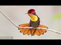 Extreme Hummingbirds