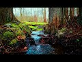 Tranquil River Stream: Nature's Soothing Symphony