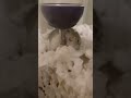 Satisfying video of Whipcream drinking