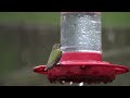Hummingbird Vignettes 19