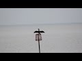 Various Birds seen on Heacham Beach