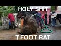 7 Foot Rat