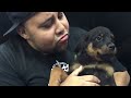 Rottie Life Incredible Rob meets greatest dog...