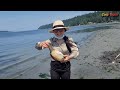 DIGGING THE GIANT CLAMS (GEODUCKS) SEATTLE WASHINGTON