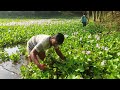 কচুরিপানা || water hyacinth@oxigenagrobusiness8572