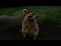 Baby Raccoon 9/8/2020