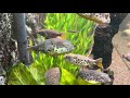 Tetraodon Schoutedeni - Trio (Spotted Congo Puffer - Leopardkugelfisch)