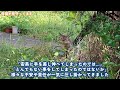 鳴り止まない鳴き声に飛び起きました【野良猫親子#2】