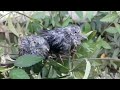 A baby bird falls into the water due to a weighing tree