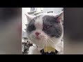 Funniest Cats and Dogs 🤣🐈 Funny And Cute Animal Videos 2024 🤣