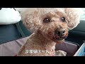 血便が大量に出たので動物病院へ行きました🐕トイプードルのココア。初めて行く動物病院。参考までに治療費。