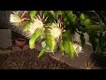 2018 Night Blooming Cereus (October Blooms Part III Yep Part III)