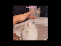 A really bad video of funny pets :)