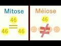 Mitose et Méiose: Explication Claire et Facile!