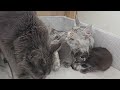 Big Sister Meets Her Little Kitten Siblings!