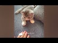Epic Cat Antics That Will Brighten Your Day 😻 Best Funny Videos compilation Of The Month 😂😅