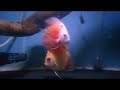 Ikan DISCUS size 3 inch full merah