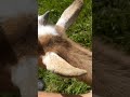 My baby goats