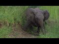 🐘🌿 When Elephants Walk into Reception! 🏨🐾