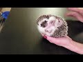 Angry Hedgehog!