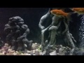 Butterfly koi in slow motion with air bubbles