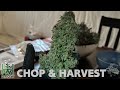 How to Grow Weed – A Week by Week Beginner’s Journey – 1.6 Pounds from 3 Plants!!!!