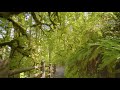 3,5 HRS Summer Forest Walk in Oregon's Park - 4K Nature Sounds of South Falls & Maple Ridge Loop
