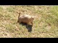 Random Prarie Dogs