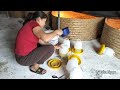 Raising Egg-Laying Chickens Episode 1 | How To Take Care Of 1 Day Old Chicks _ lý Bảo Ngọc