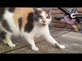 Magic colour change cat.(best with volume up)