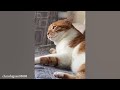 Silliest CATS on Earth 😂   Funny Cats Videos 2023