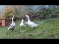 Devoted Pet Goose Defends his Owner from Stranger