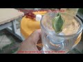 Cách trồng cây lưỡi hổ trong nước - How to grow tiger tongue in water