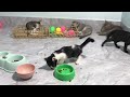 Try Not To Laugh Cats And Dogs Videos😜🐶New Funny Animals Video 2024