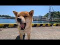 [Noto] R6.5.4 12:00 Shiba Inu Taro walks around Ogi Port during the Tomohata Festival🐾