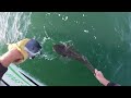 Big flathead + jewfish + bream fishing Lake Macquarie