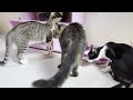 How a rescued kitten grows up without a mother cat from:0-33 days 