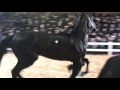 Amish Horse Sale Record Breaking Horse