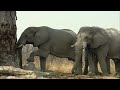 Twenty Years of Drought - The Return of Botswana's Boteti River | Free Documentary Nature